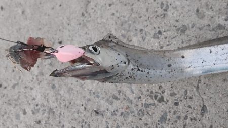 サビキついでにタチウオ